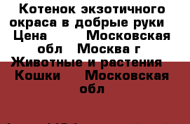 Котенок экзотичного окраса в добрые руки › Цена ­ 50 - Московская обл., Москва г. Животные и растения » Кошки   . Московская обл.